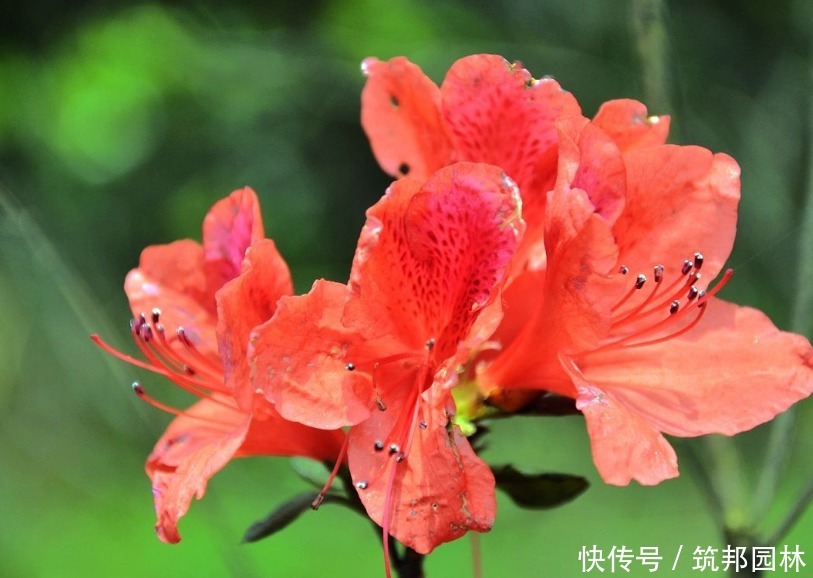 繁花似锦|繁花似锦——杜鹃花