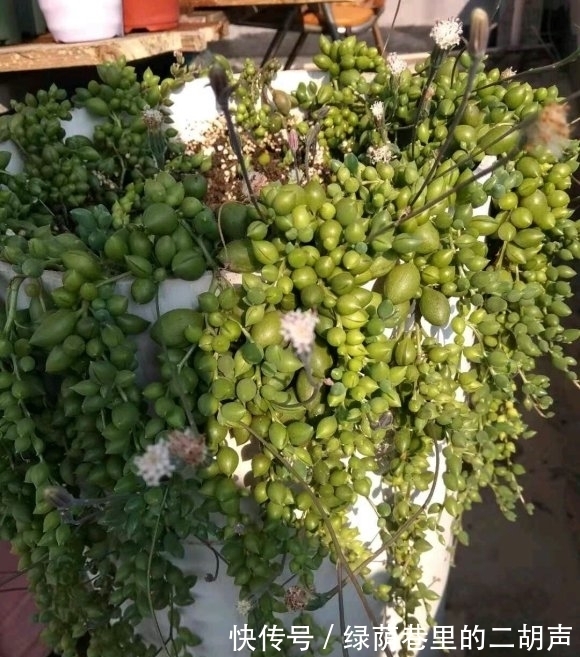 养多肉“佛珠”如何快速爆盆？3个小方法，1个月美成“瀑布”