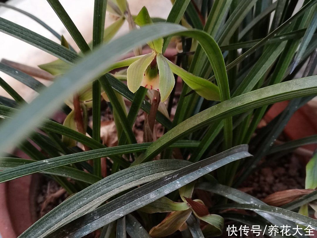 月季|养花“黑名单”实在太难养，心累