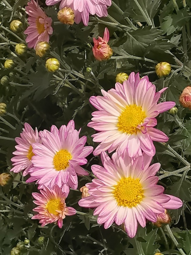 幸福|1月11日-2月10日,迎来好运,平安喜乐,拥有幸福一生的3大生肖