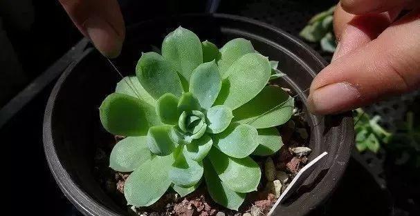 多肉修剪技巧,剪1根长1盆,再也不用在外面买了,划算