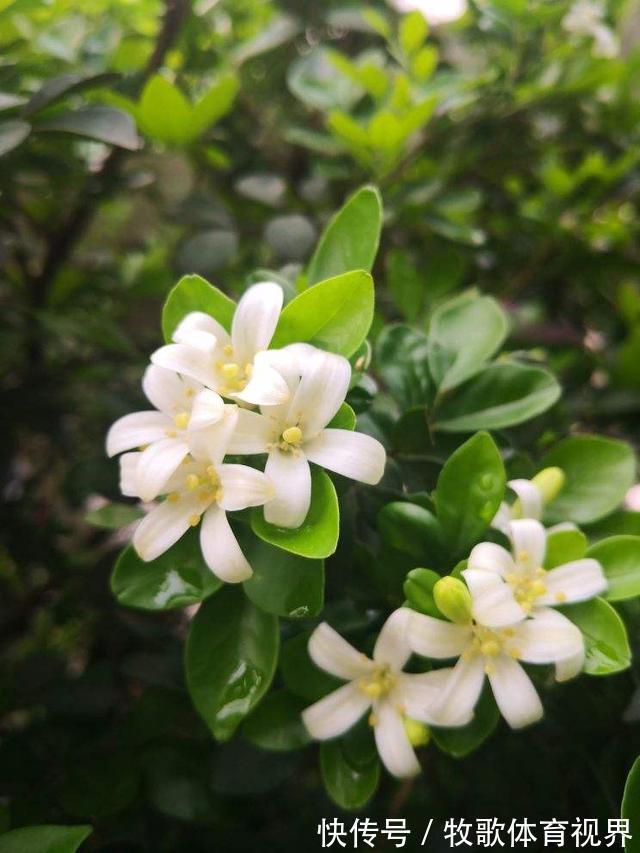 叶子|九里香开花,香飘十里,叶子却掉了一地,到底为啥?