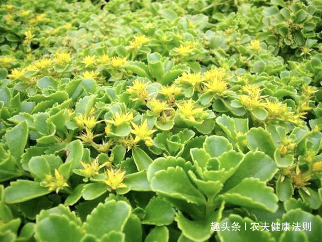 心脏病|不想得心脏病，多食此菜，能安神补血，补血平肝，心脏病不用愁