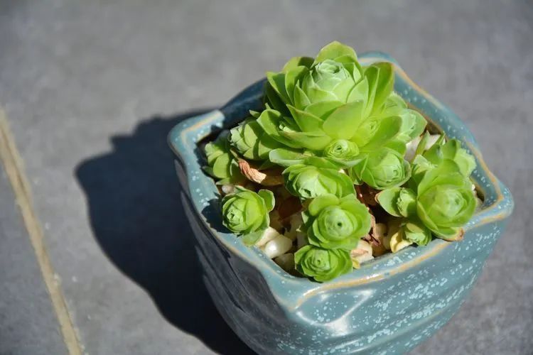 面朝大海的多肉们,在四季变迁中生生不息!