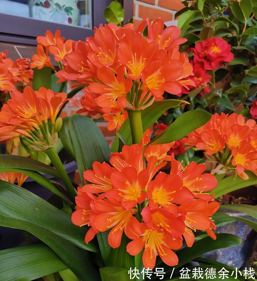 腐叶土|君子兰如何养得叶大油绿,关键是记住4个经常,还能开出大花箭