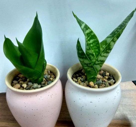 虎皮兰|居家盆栽虎皮兰，不想叶片变得干瘪难看，需趁早实践4个知识点