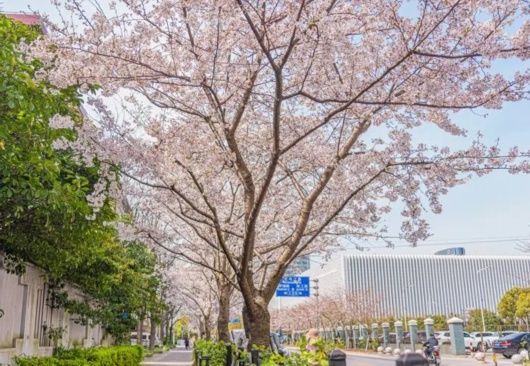 春光无限好！宝山这条“落花不扫”的道路迎来了一年中最美的时节~