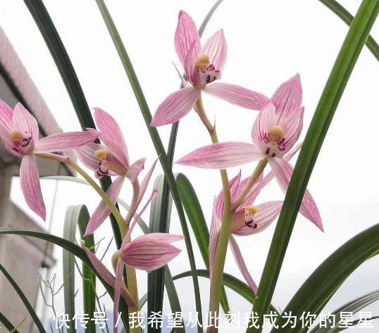 春兰|兰花的四个“大误区”,看似有道理,实则很陷阱,别被人忽悠了