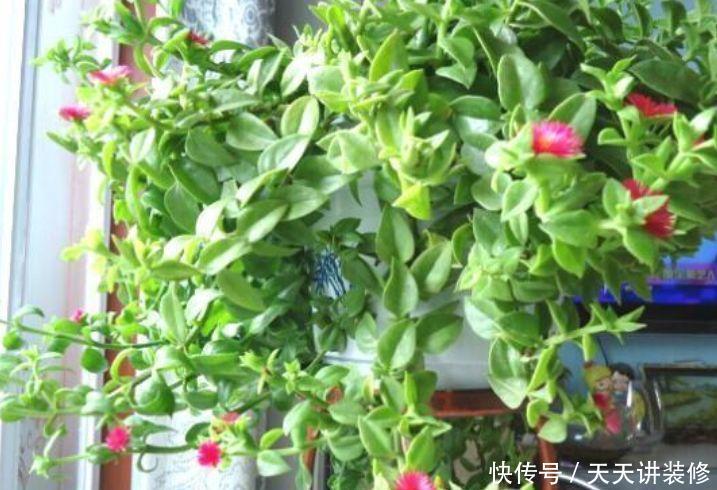 3种花好养、开花量大,四季有花开,花香四溢飘满屋,美