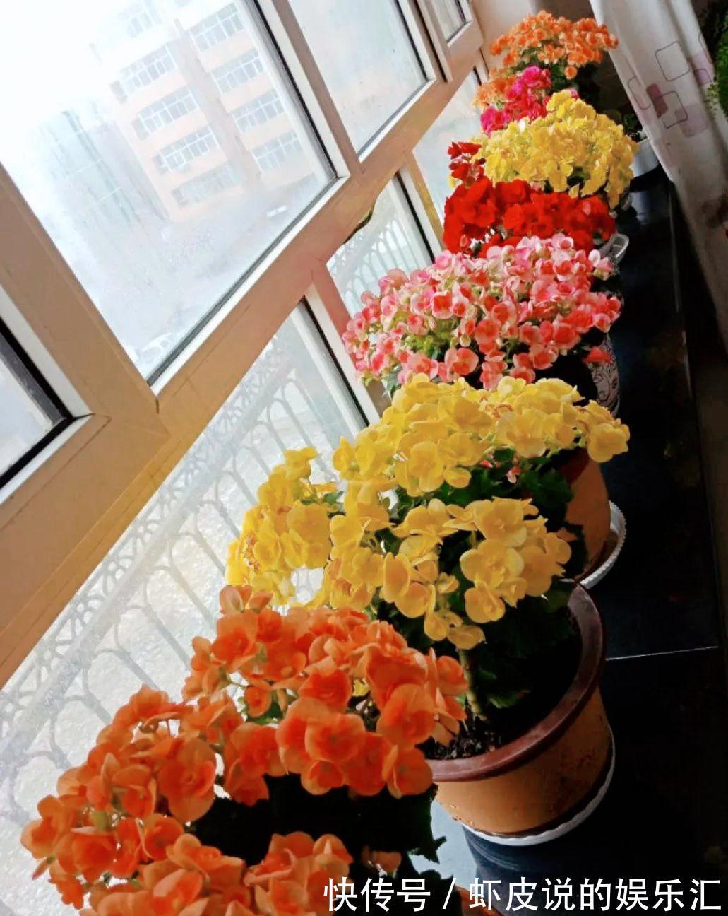 冬天花市“猫腻”多,5种“激素花”,多好看也别买,白白浪费钱