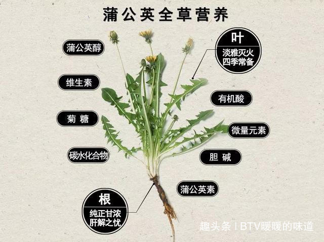 黄帝内经|这食物能养肝,可惜很多人都不知!比荠菜鲜美,价格还便宜