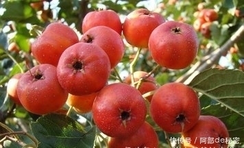 山楂|山楂和此物一起泡,每天一杯,血管干净了,脂肪没了,瘦成小蛮腰