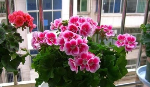 阳台再小，也要养4种花，一年开花230天，轻松开成小花园