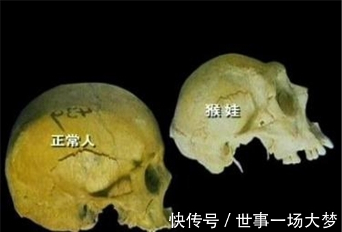 猴娃|三峡猴娃是不是野人？猴娃的六大变异，20年来科学都难以给出解释