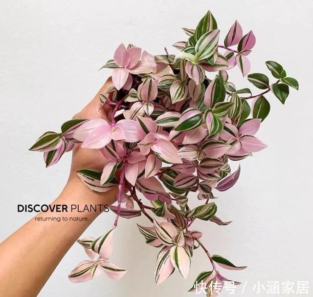 婚礼|12月养油画婚礼吊兰,做好这几点,叶子美成一幅画,漂亮极了!