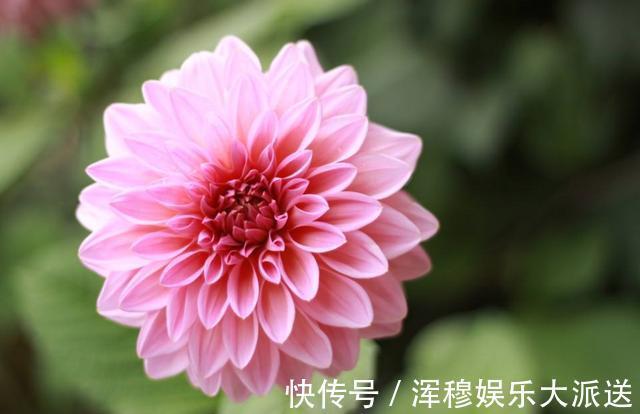 花色|教你大丽花孕蕾期怎么养护，养好了，花朵开的又大又多，花色还好