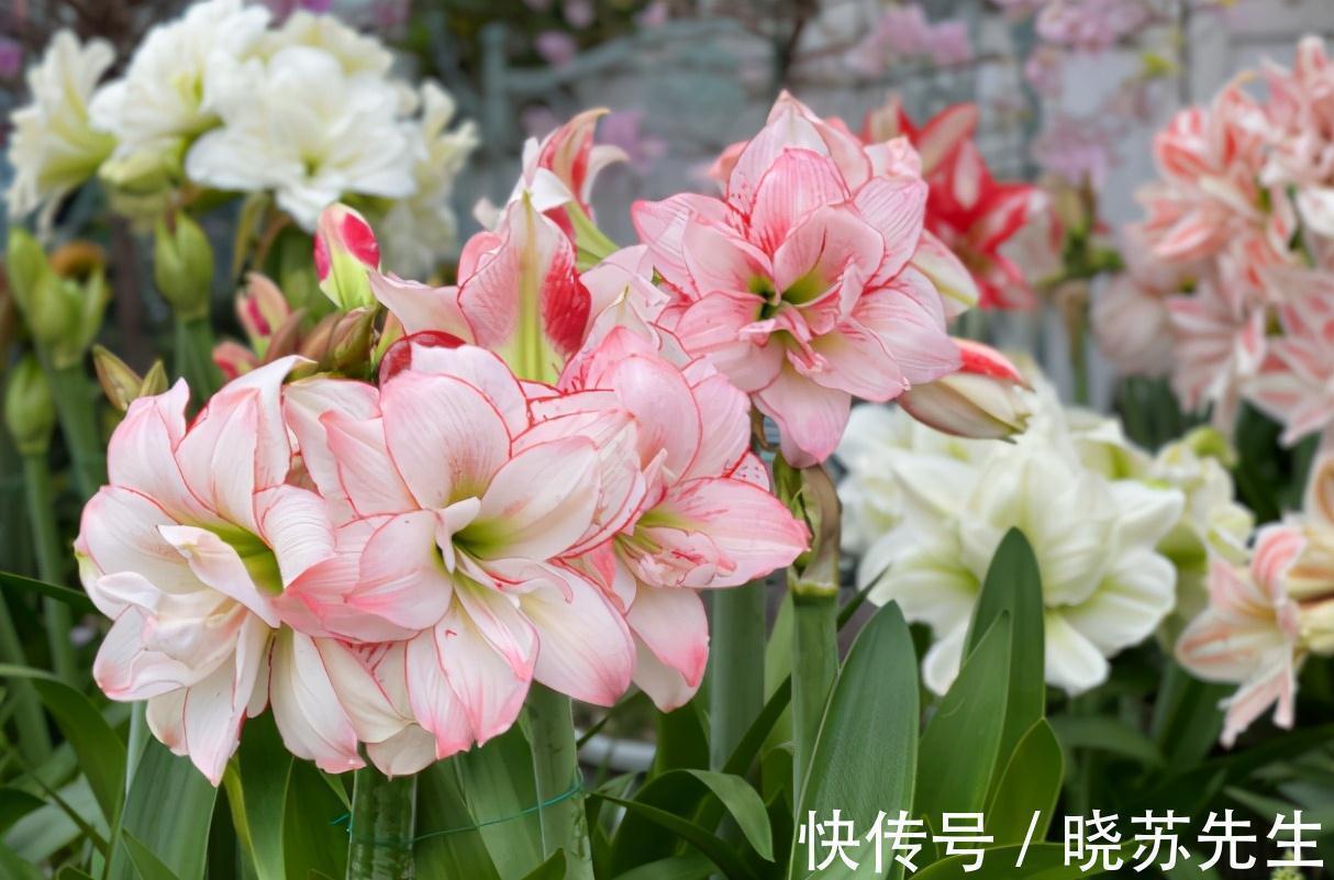 一个大疙瘩,开花“比脸大”,养朱顶红的5个窍门,年年开大花