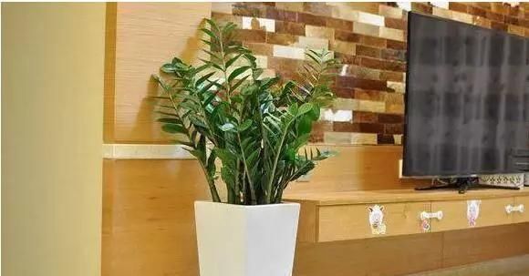 鹅掌柴鹅掌柴|养花的人大多长寿这4种植物，养人寓意好，可惜总有人忽视了