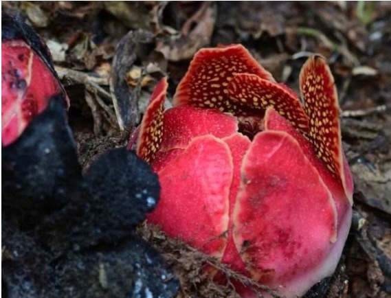 李东|比起曼珠沙华和彼岸花，更显妖艳和危险的2种花，拒绝传说