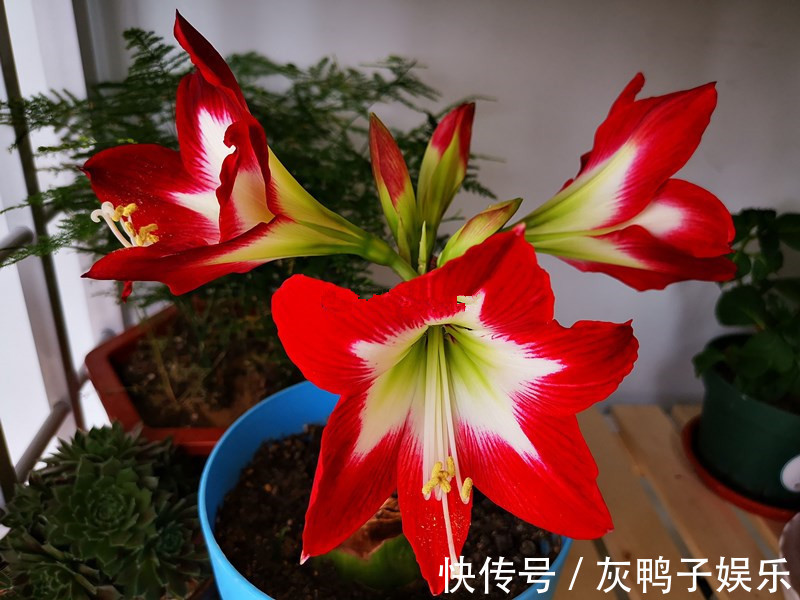 此盆栽植物超好养,丢土里就能活,花大色艳,红红火火,值得拥有