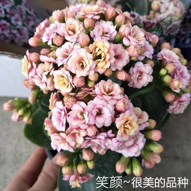 帕罗|45种长寿花,个个都是高颜值,家里养几盆,美得移不开眼