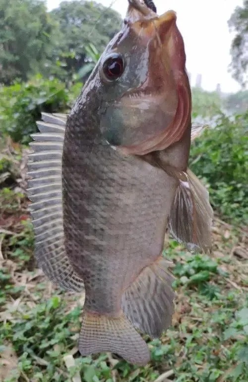 同样是钓鱼，为啥有的人钓了10年还没钓了2年的厉害？