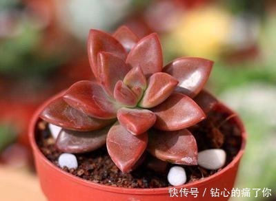 这“三多肉”都是爆崽王,上色快香气浓,2个月养成多头小胖墩!