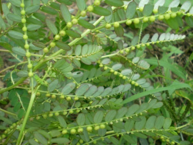 珠仔草|看似不起眼的草，竟是治疗肝炎的特效药，如今已经卖到25元一斤