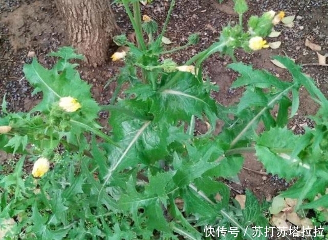 大家伙|农村有一种野草,是夏季的必备蔬菜,能够清热祛暑,可别错过了!