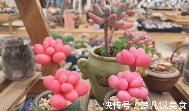 阳台养多肉不能错过的16种,全是名气大的品种,价格不贵还很美