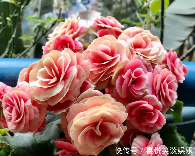 4种花被称为“夏必死”,没有大棚环境,新手春季最好不要买