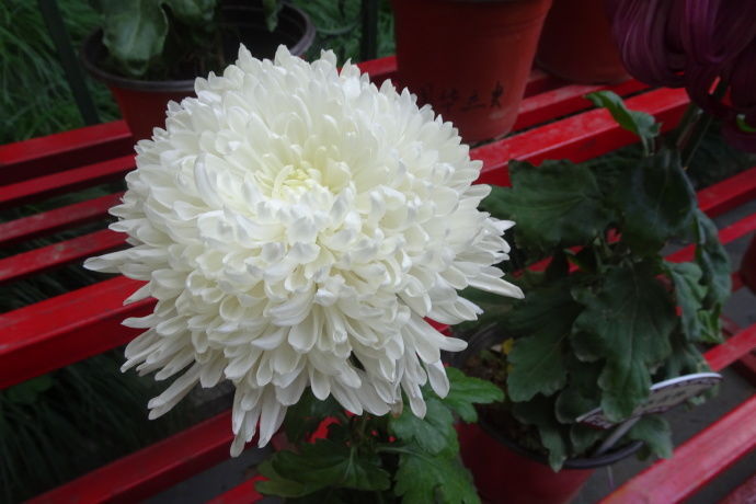 喜欢菊花，不如养盆“国华系列”国华草堂，白如脂玉，纤尘不染！