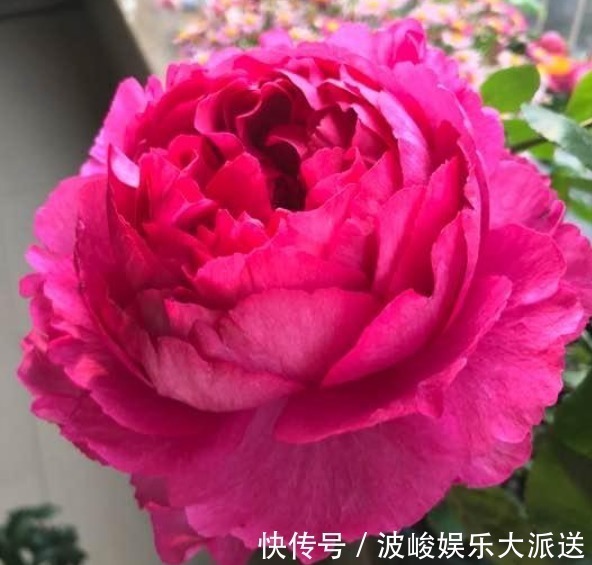 比“香水”还好闻的“5种花”,家里养1盆,满屋子清香四溢!