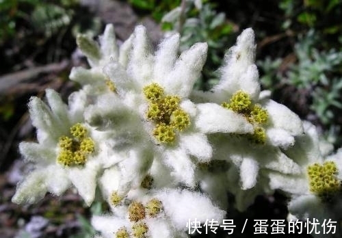 薄雪草|此花极其稀有罕见，难以见其美丽容颜，代表着为爱牺牲一切的心