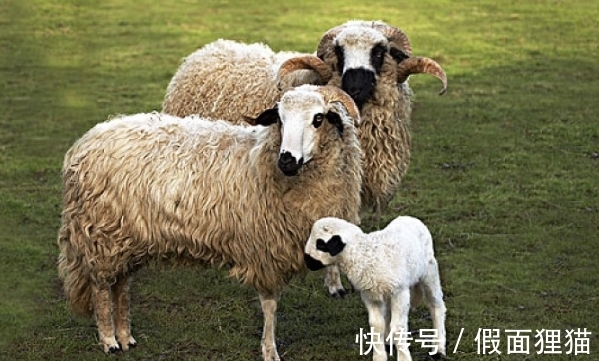 事业|“惹不起”的生肖羊，10月下旬走出低谷，成功在即，事业大红大紫