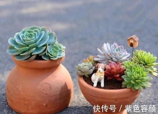 生长期|养不好多肉应该是踩了这6坑,怪不得肉肉不是养残就是黑腐烂根