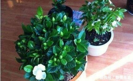 爆盆|什么柳树皮,阿司匹林都不如“1勺它”,厨房取一勺,养啥旺啥!