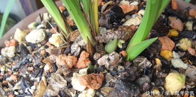 兰花怎样晒太阳,才能长得好又容易开花!