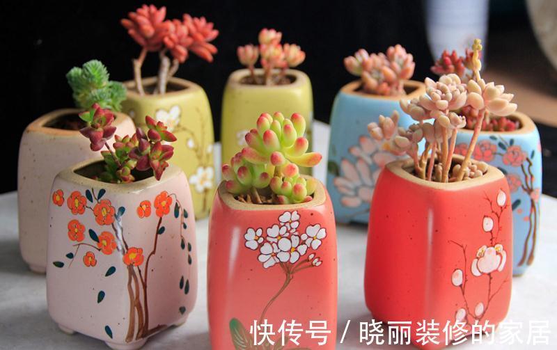 超实用新手指南,普货养出贵货范,美多肉都是虐出来的