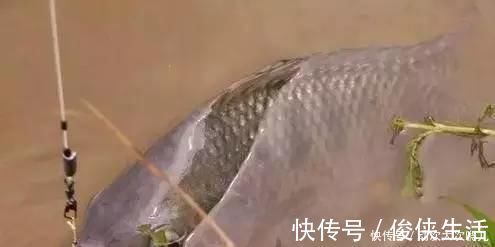 钓鱼|鲤鱼太狡猾不咬钩下次记得用上这招,它再狡猾也会忍不住咬钩