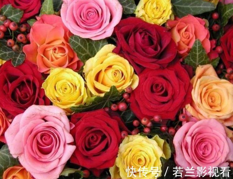 几种花卉好养易活,花期长达300天,花开爆盆美如花