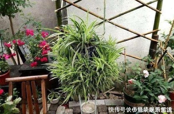 花卉|养花需“氮磷钾肥”怎么办别再花钱买了,上厨房找找全都有了!