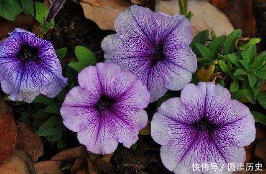 适合阳台养护的花卉,新手也能养爆盆,花色艳丽,花开枝繁叶茂