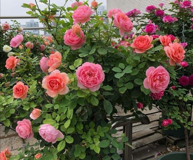 5种“药”，过期也不要扔，兑水浇花，保花不生“虫和病”