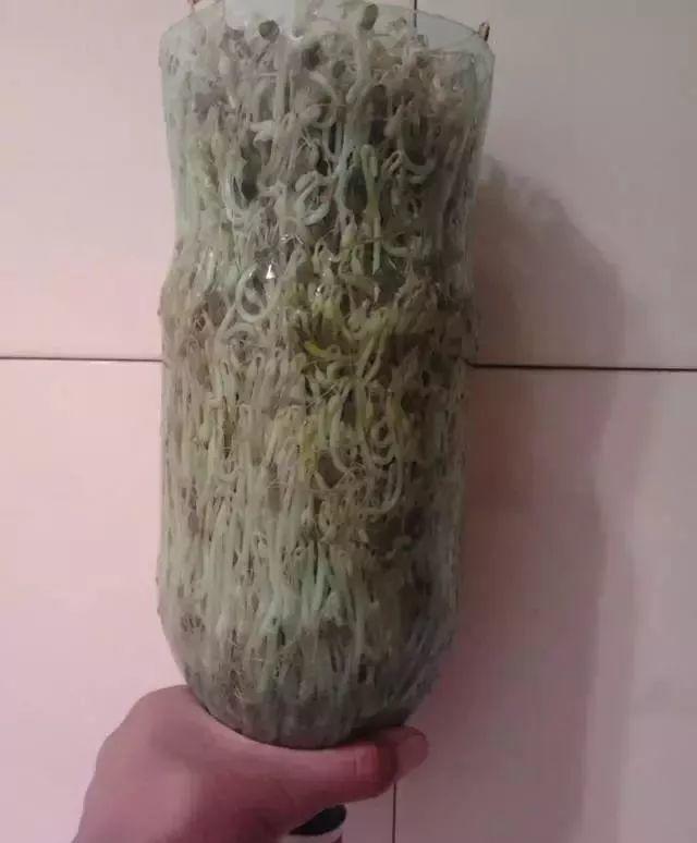 1个塑料瓶,居然有8种养花方法,省钱又好用!