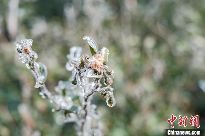 刘玲莉|雪后初霁的湖北红安老君山