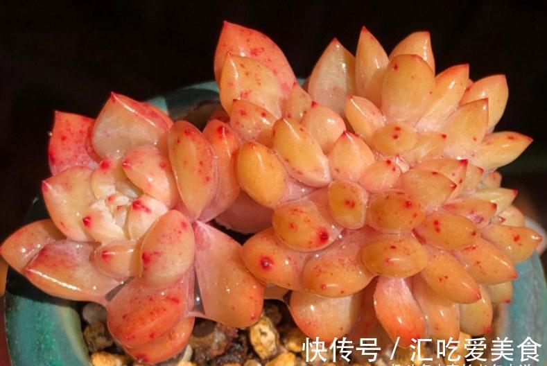 多肉|多肉没收进室内,被冻得嘎嘣脆?别扔,这样处理兴许还能活过来