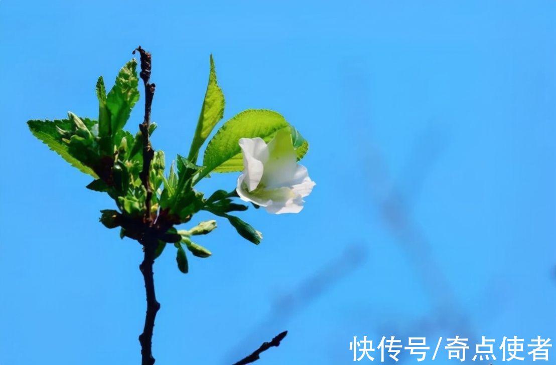 武大樱花|地球气候要大变？武大樱花反季节开放，今年注定是个“暖冬”吗？