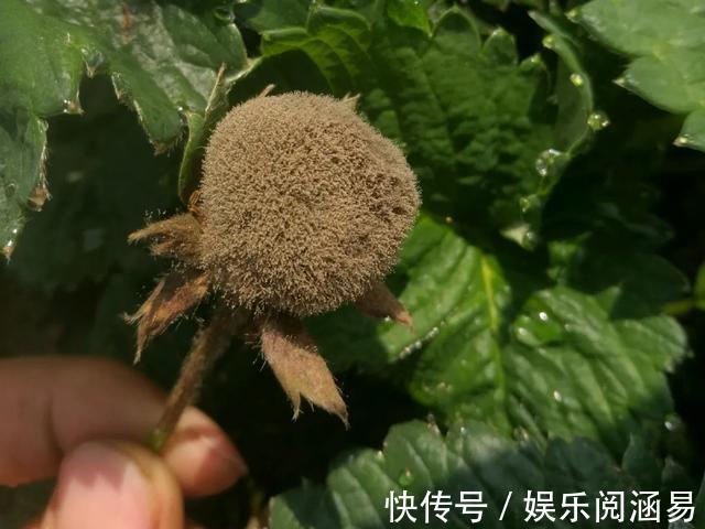 夏天|10种不能淋雨的花，淋完雨就死，盆栽养花注意事项