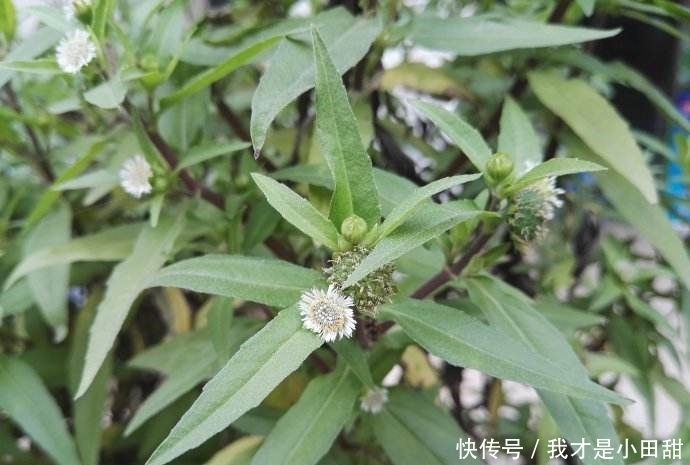 魂草|农村这种野草,过去用来做猪饲料,如今价值很高,人称“还魂草”
